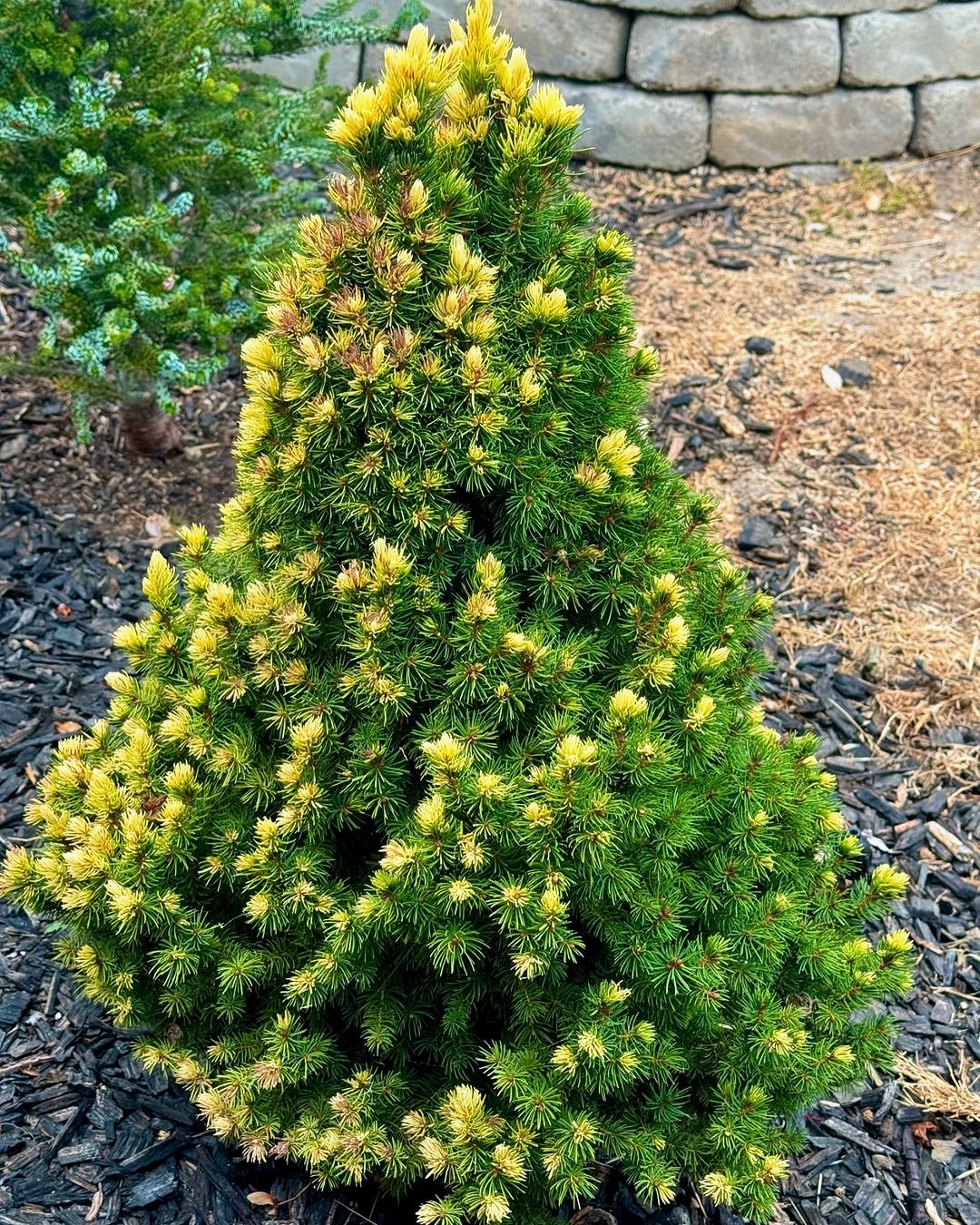 Image of a garden featuring a Dwarf Alberta Spruce with yellow flowers.