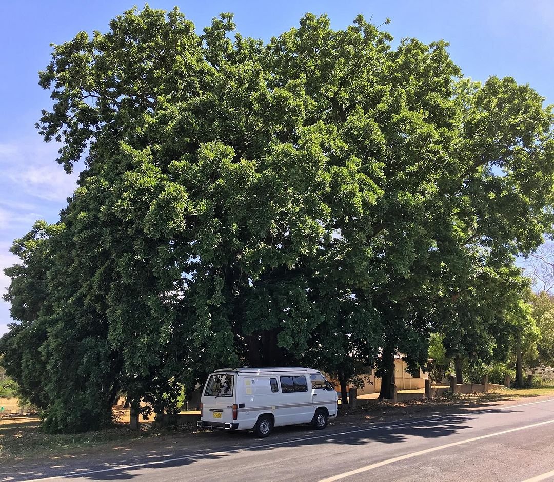 A van parked under a large Dwarf Chestnut Oak tree.