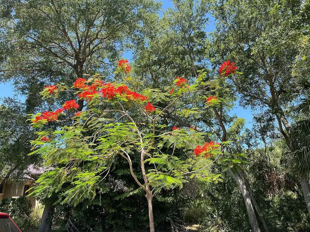 Red Dwarf Poinciana tree with vibrant flowers in the yard.