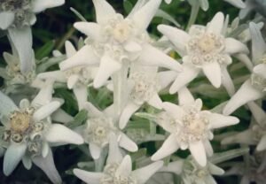 Edelweiss: The Alpine Star of Your Garden