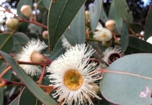 Eucalyptus: The Aromatic Wonder in Your Garden