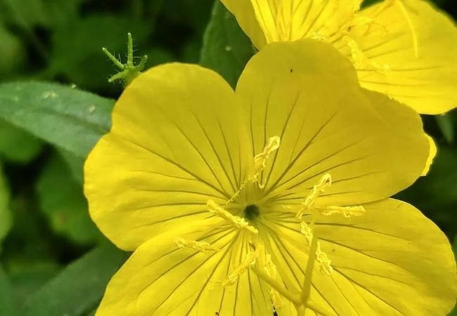 Evening Primrose: The Sunset Bloom in Your Garden