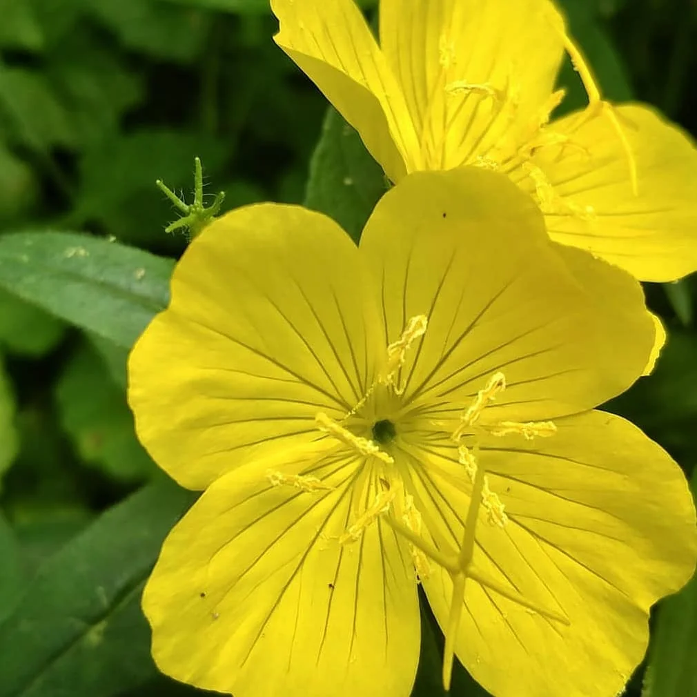 Bright yellow Evening Primrose flowers blooming in the garden.