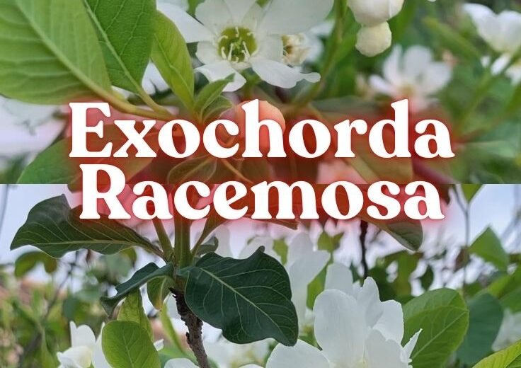 Exochorda Racemosa