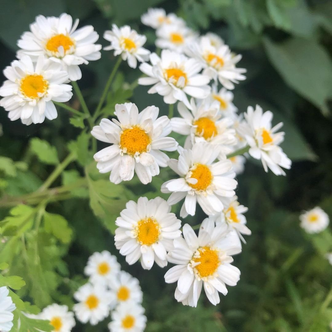 White feverfew daisies with yellow centers blooming in the garden.