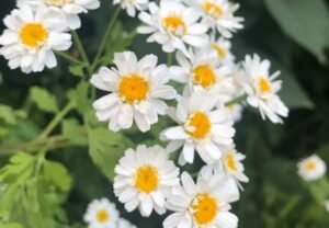 Feverfew Flower: Nature's Remedy in Your Garden