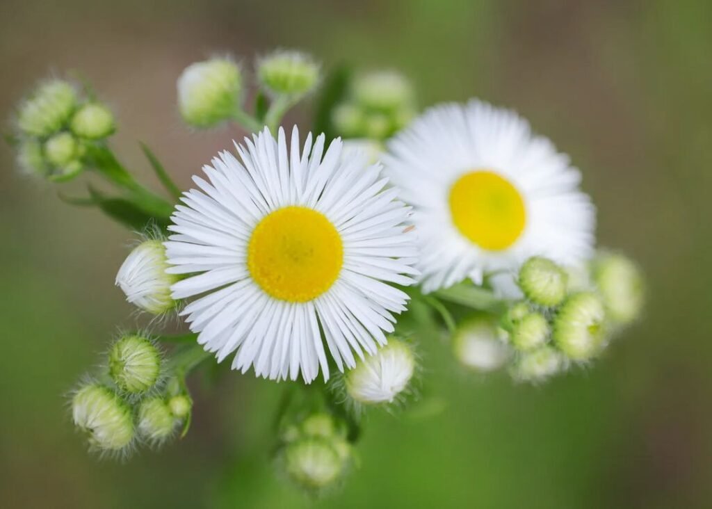 Two white Fleabane Flowers with yellow centers in a green field.