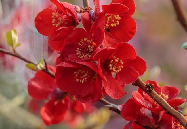 Flowering Quince : A Burst of Spring Color