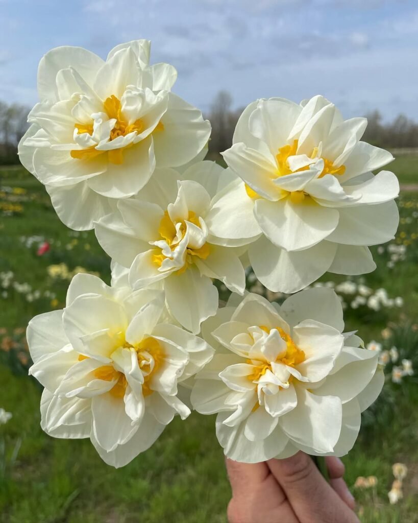 Jonquil