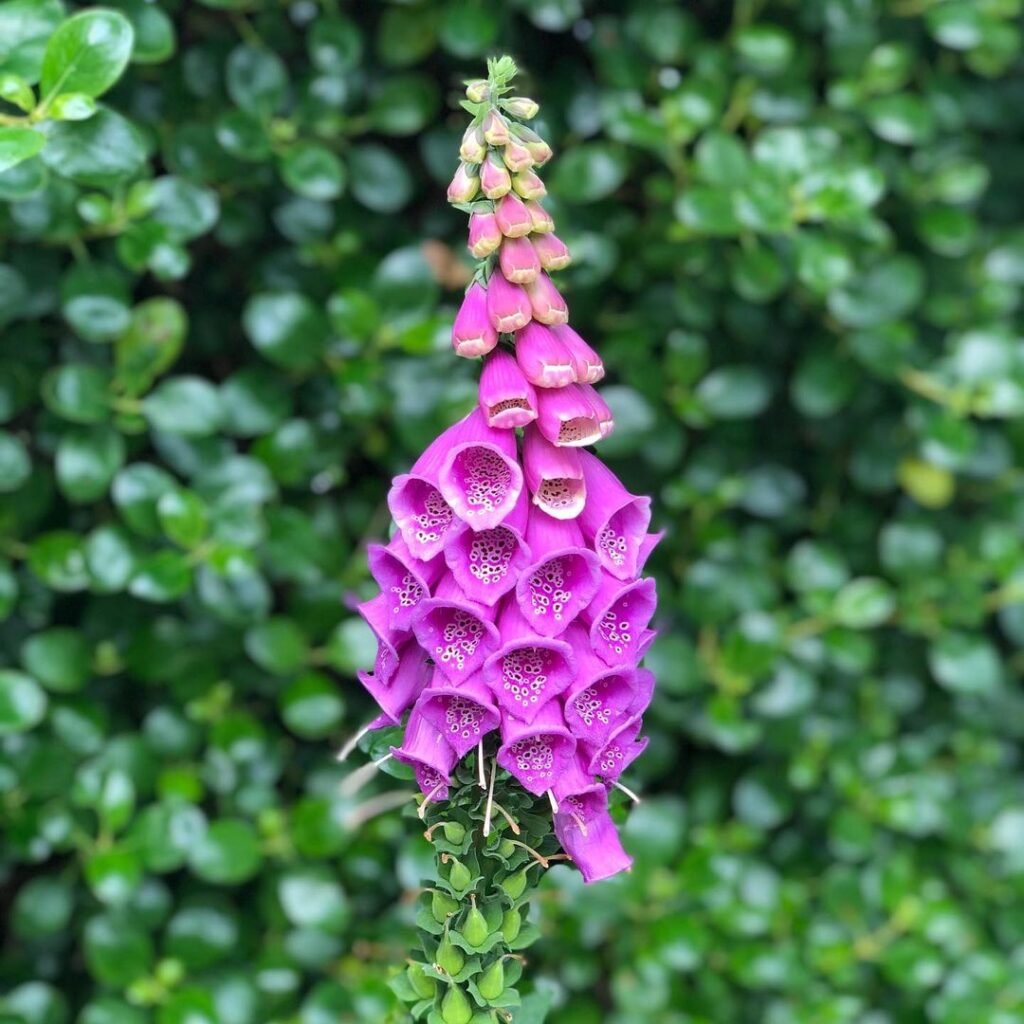 Purple Foxglove flower with green leaves in the background.