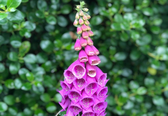 Foxglove : Nature’s Enchanting Bell Tower