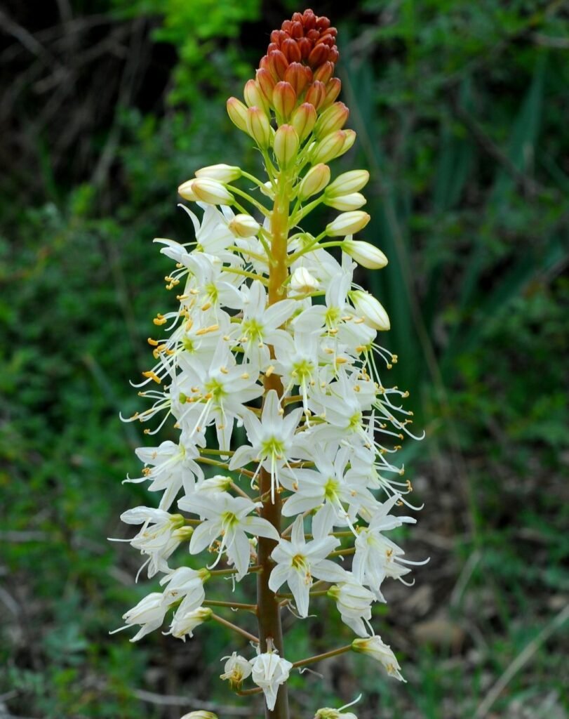 White Foxtail Lily flower with red and yellow blooms.