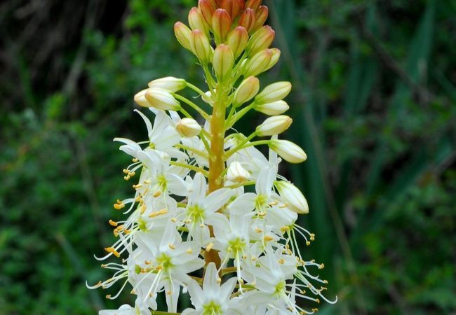 Foxtail Lily: The Majestic Spire of the Garden