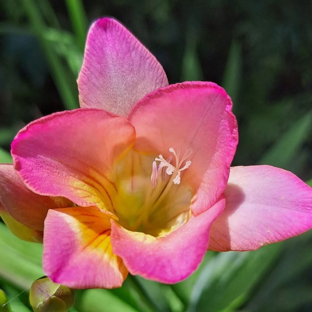  Pink Freesia with yellow centers, blooming in the garden