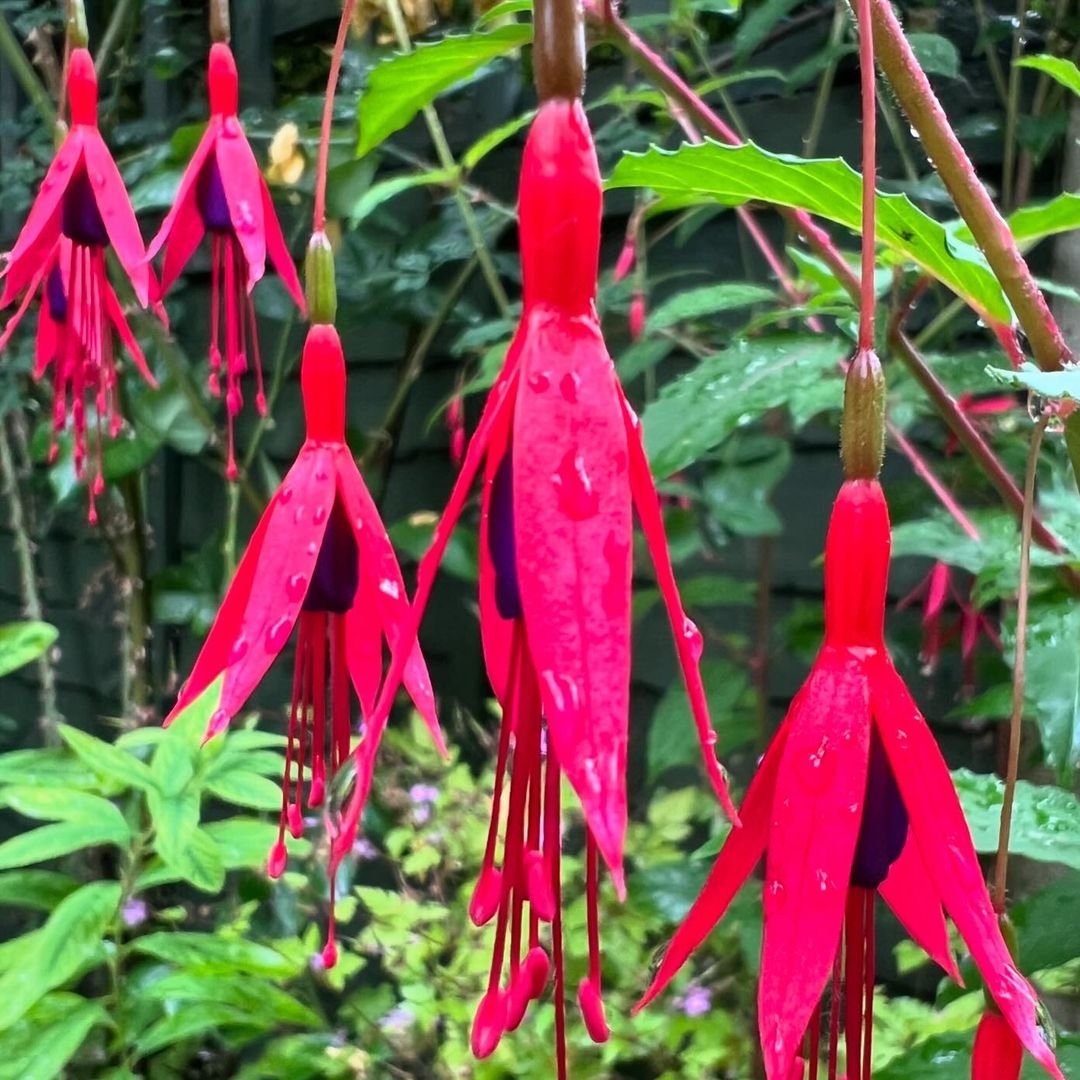  Fuchsia flowers in the garden.