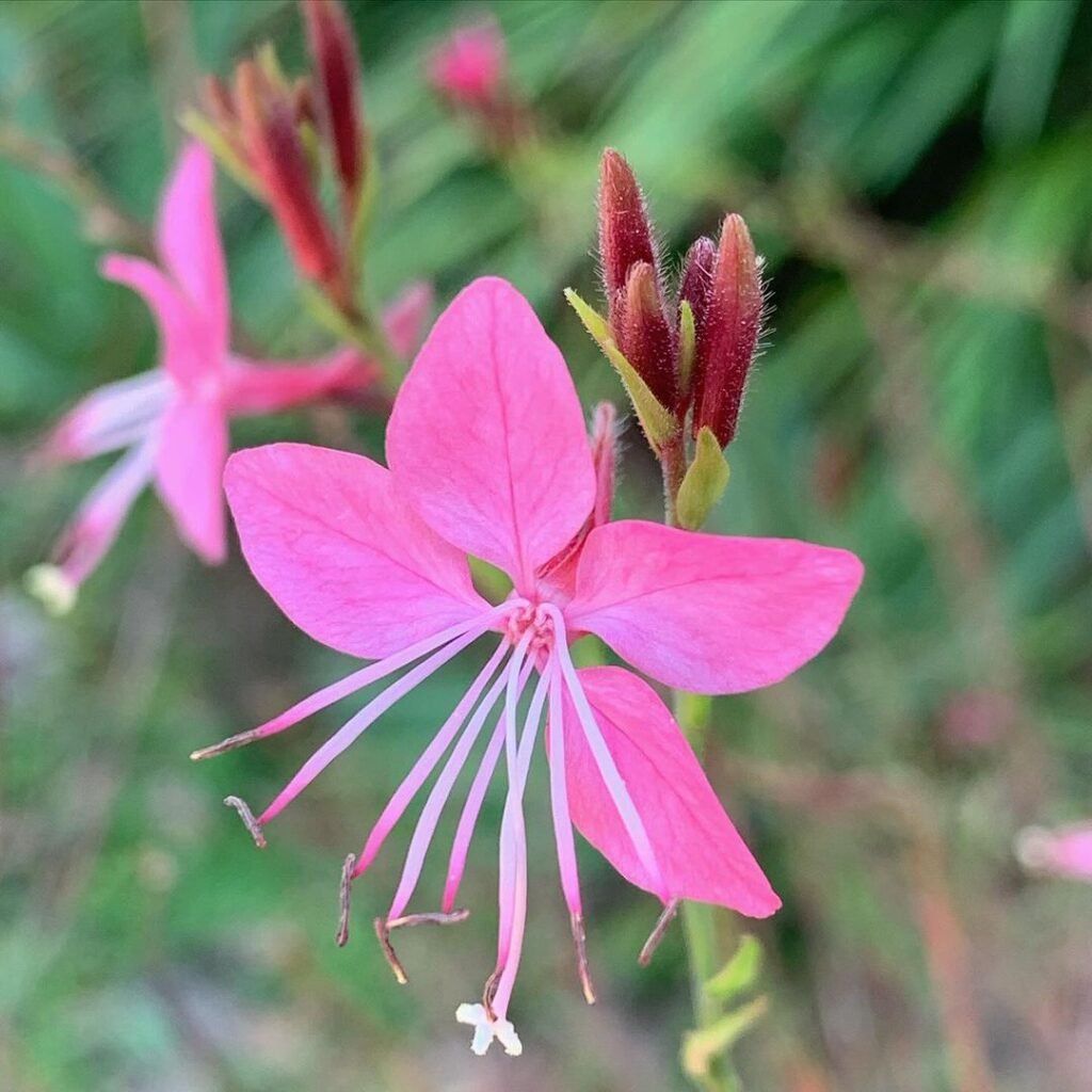 Delicate pink Gaura flower featuring lengthy stems and leaves.