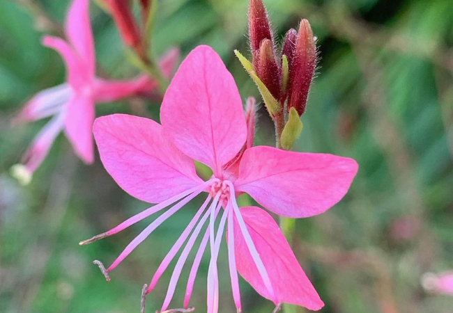 Gaura : The Dancing Butterfly Flower in Your Garden