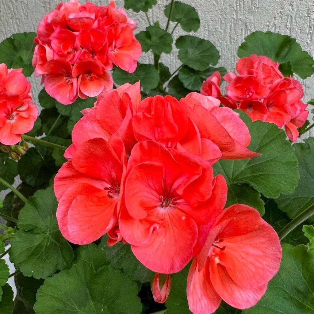 Geraniums : Determination and Strength