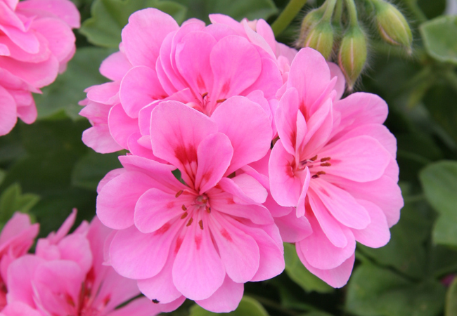 Geraniums: Colorful Classics for Your Garden and Home