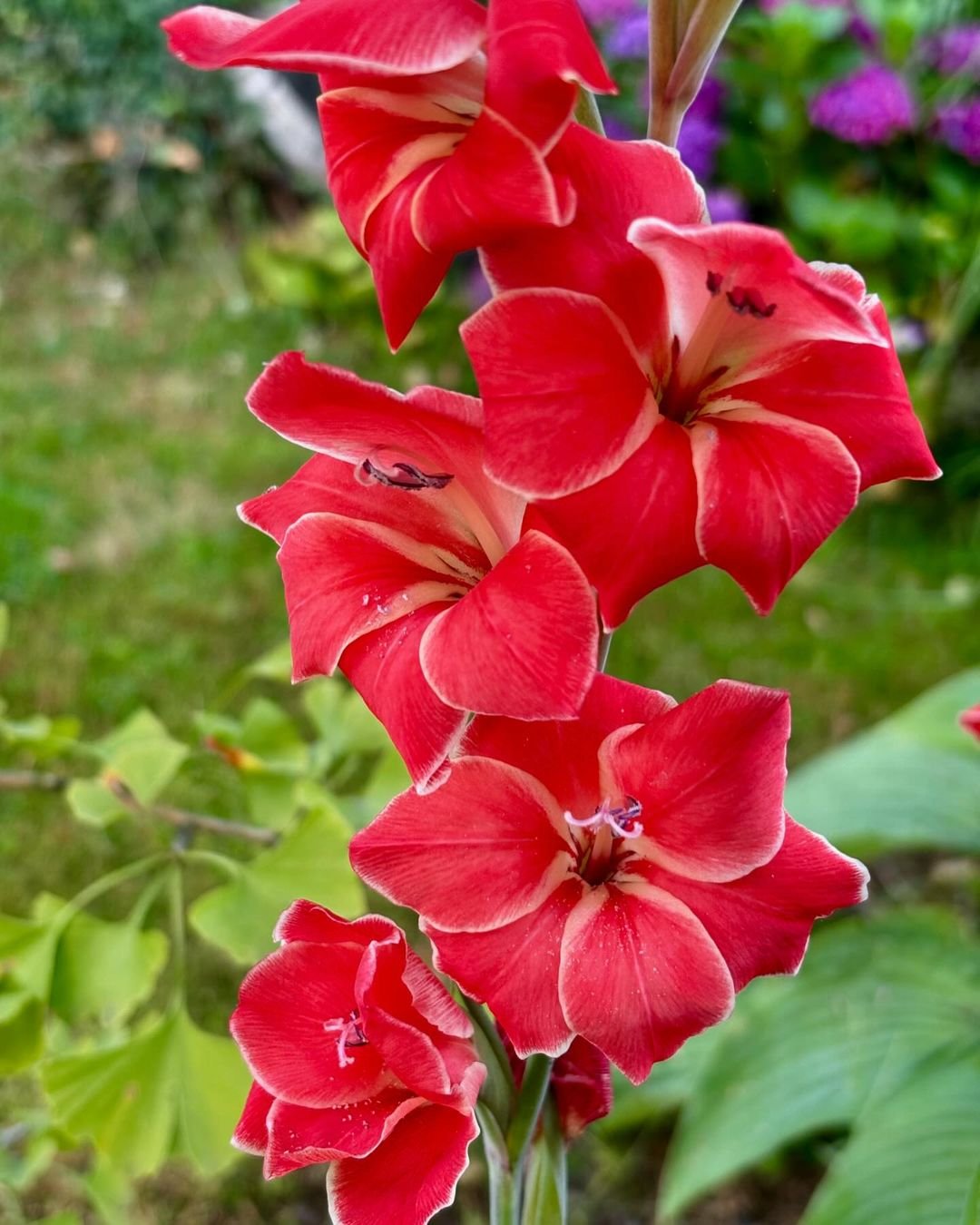 A vibrant red Gladiolus flower with numerous petals in the garden.