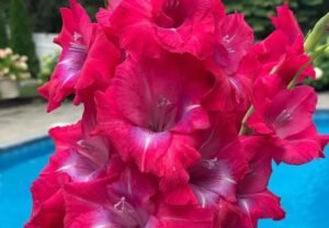 Gladiolus: Elegant Spikes of Color for Your Garden