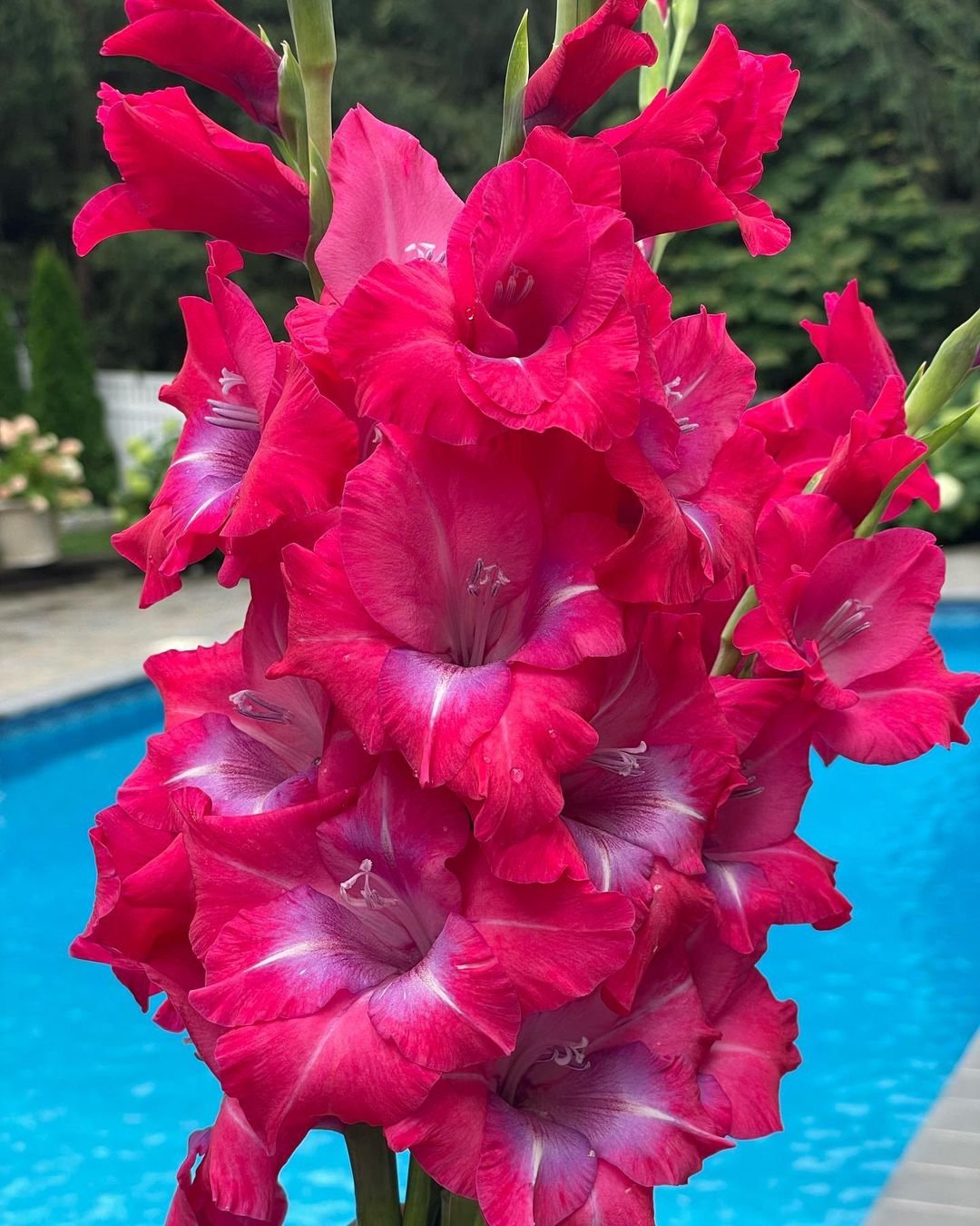 Pink Gladiolus flower blooming in front of a pool.