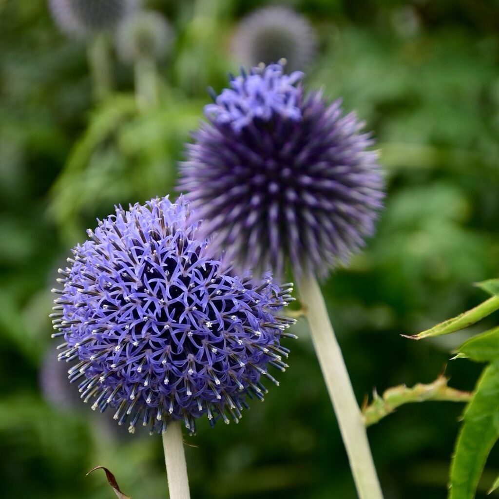 Macro shot of a Globe Thistle flower, highlighting its delicate petals and vivid hues.