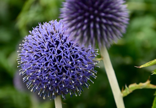 Globe Thistle: The Blue Spheres of Summer