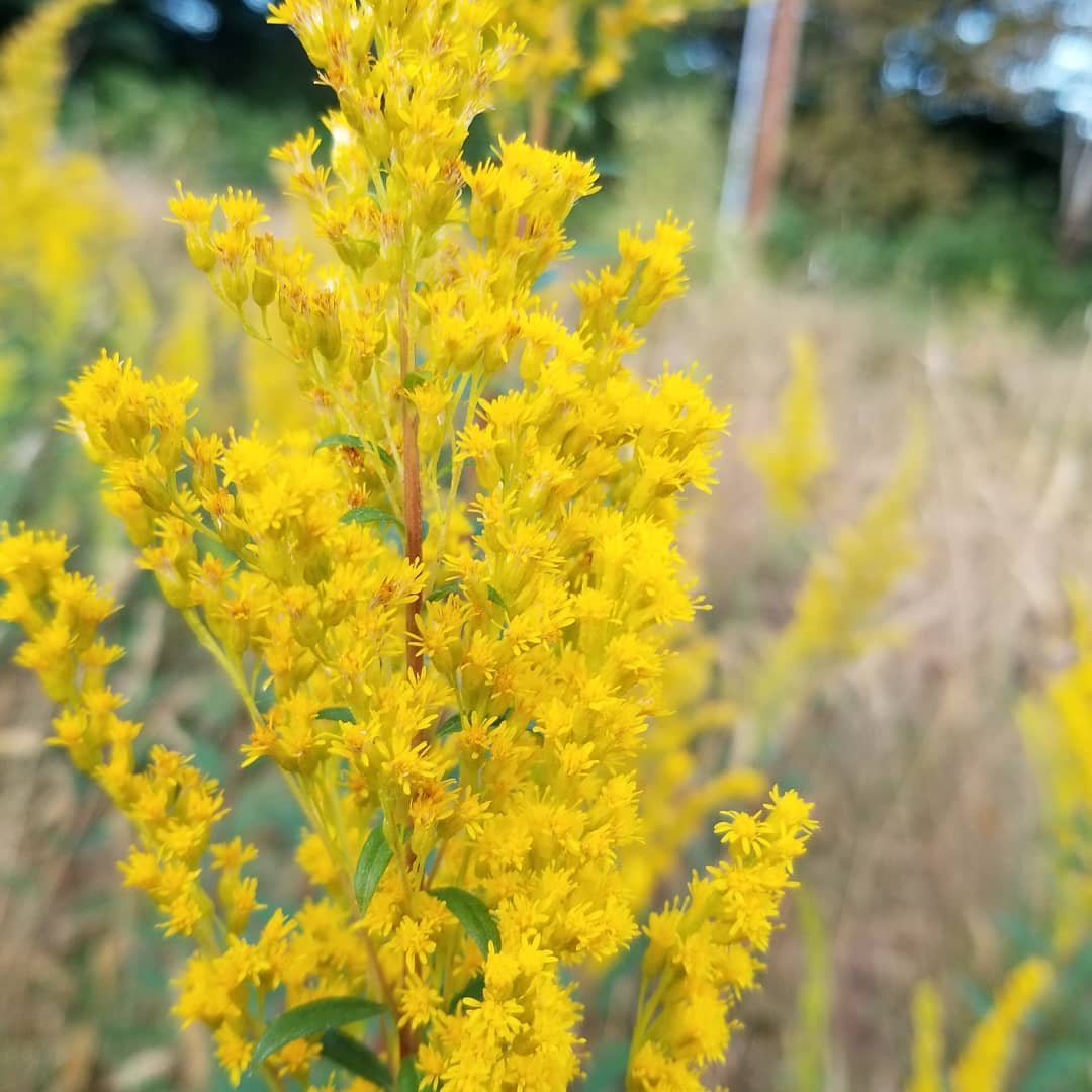 Image of a yellow flower, goldenrod, with green leaves in the grass.