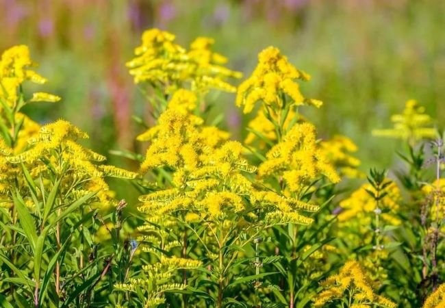 Goldenrod: The Golden Beauty of Late Summer