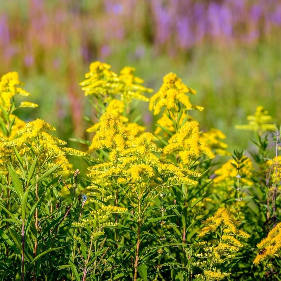 Field of yellow Goldenrod flowers mixed with purple flowers.