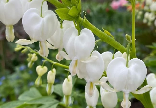 Growing Bleeding Hearts: A Guide to Charming Garden Gems