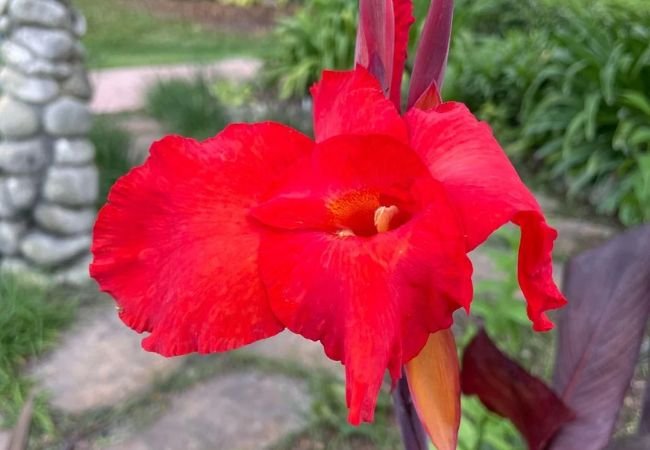 Growing Canna Lilies: A Colorful Addition to Your Garden