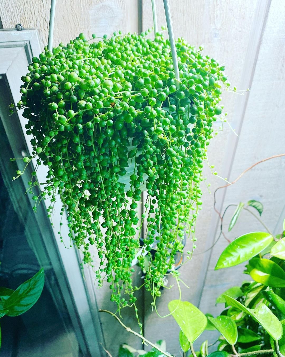 Image of a hanging succulent plant with vibrant green foliage and tiny green blooms.