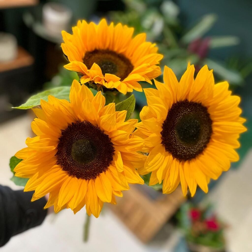 Three Helianthus flowers grasped in hand.

