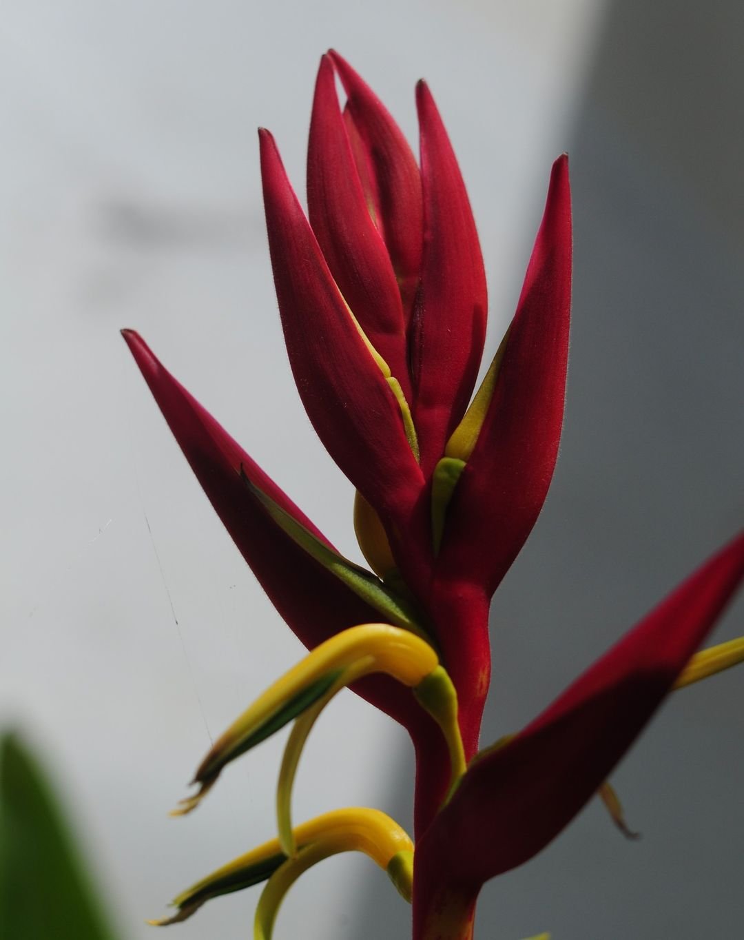 Red Heliconia flower with yellow petals.