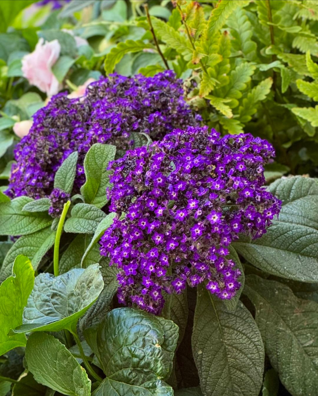  Heliotrope flowers in shades of purple surrounded by fresh green leaves in garden.