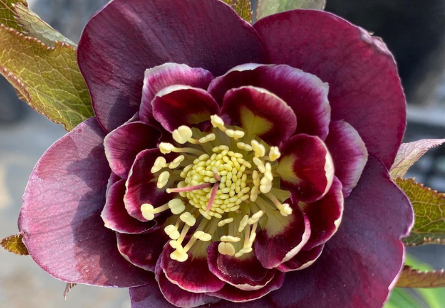 Hellebore Flowers: Winter's Beautiful Blooms