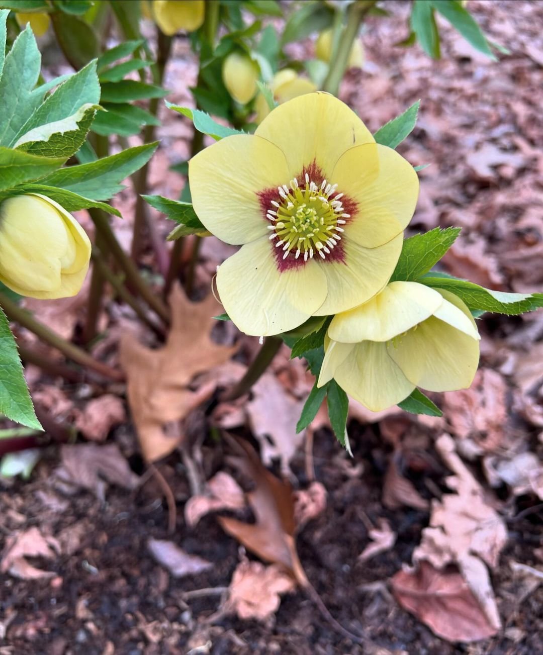 Lenten Rose (Hellebore): Winter's End