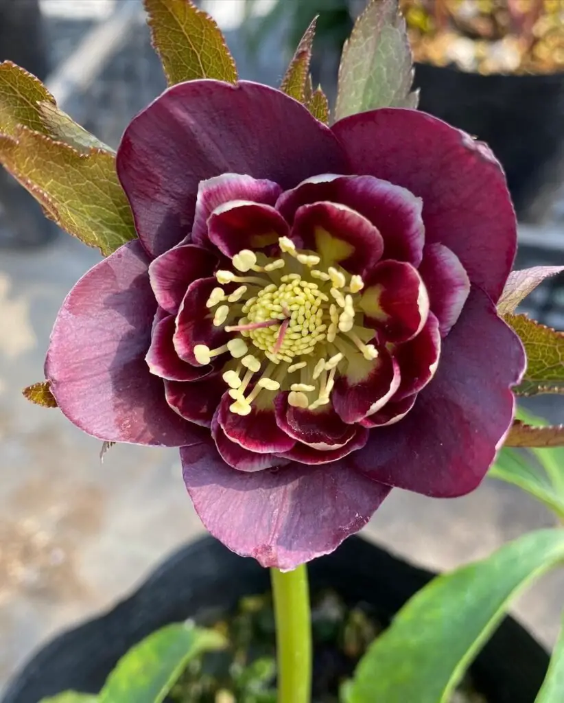 Purple Hellebores flower with green leaves in a pot.