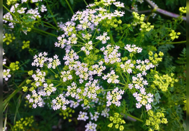 White hemlock flowers in close-up view.