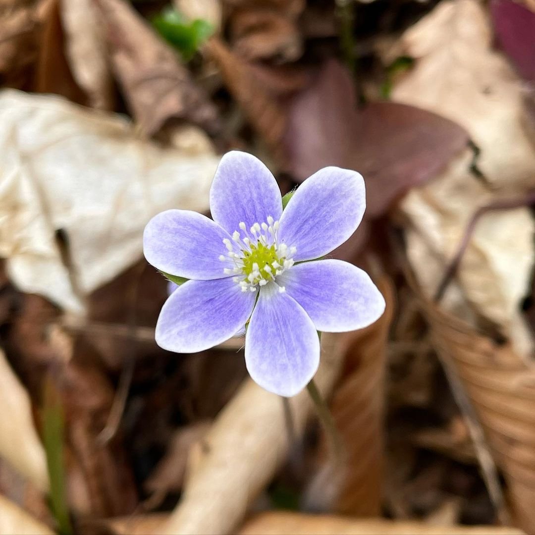 Purple Hepatica flower surrounded by leaves.