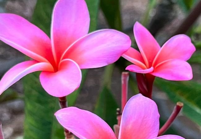 Discover Fascinating Facts About Pink Hawaiian Flowers