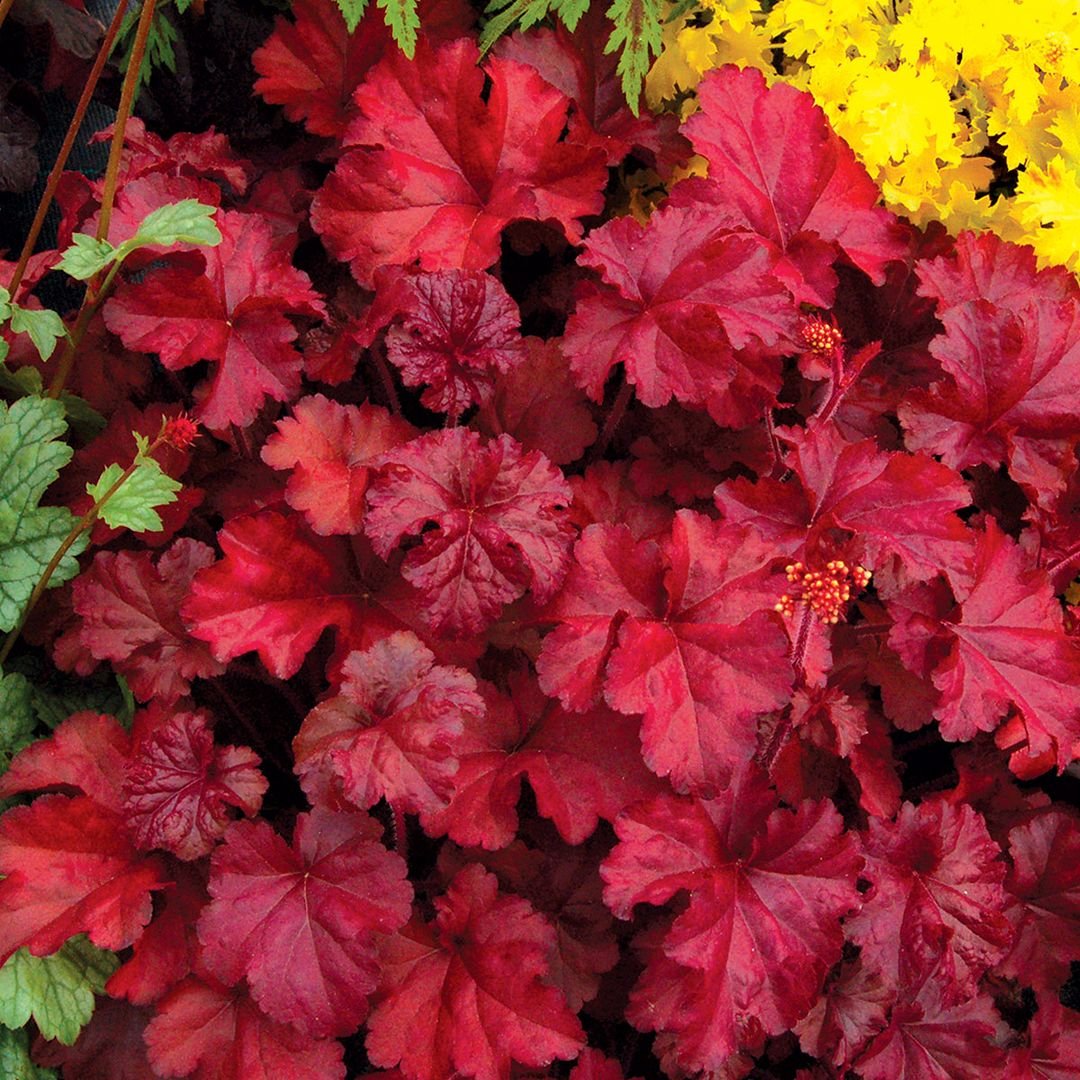 Heuchera plant featuring close up of striking red and yellow leaves.