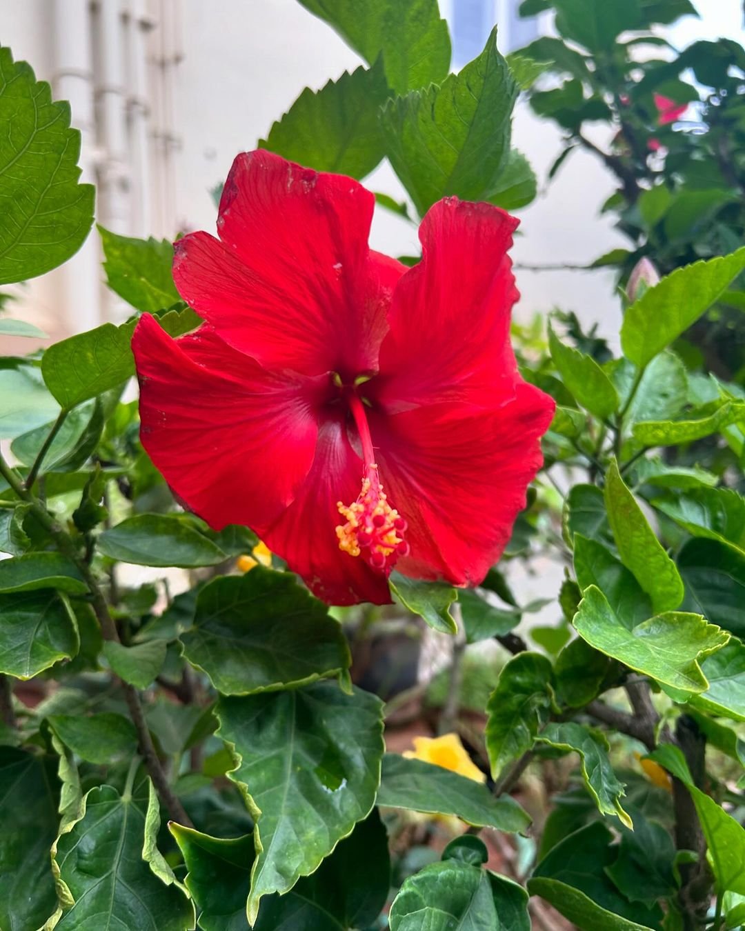 A vibrant red Hibiscus flower surrounded by lush green foliage.