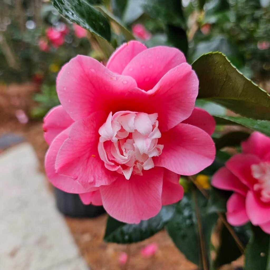 Hishi-karaito (Camellia Japonica) Bloom