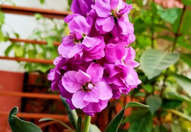 Hoary Stock Flower (Matthiola incana): A Gardener's Guide