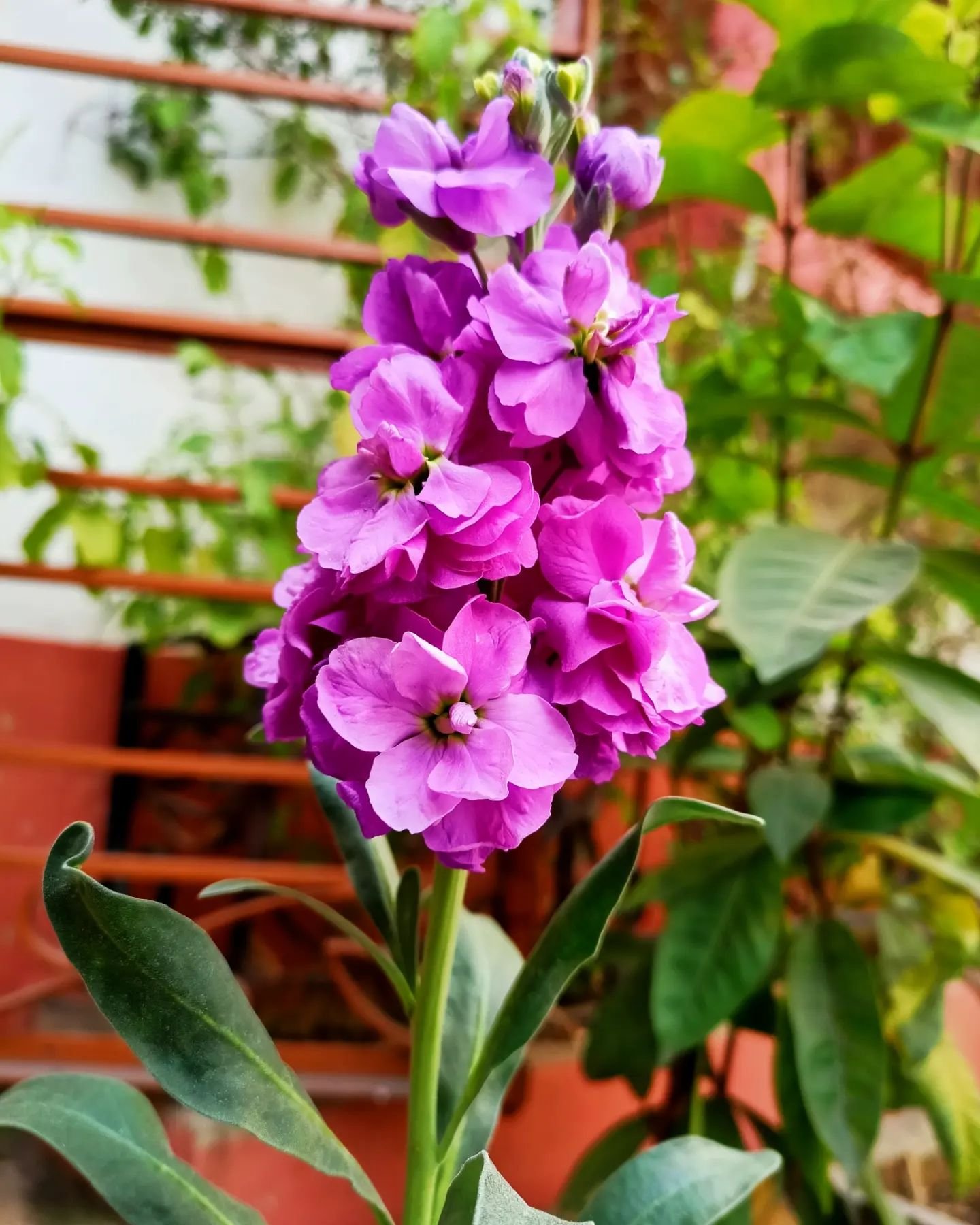 Bright purple Hoary Stock flower grows in front of a red wall.