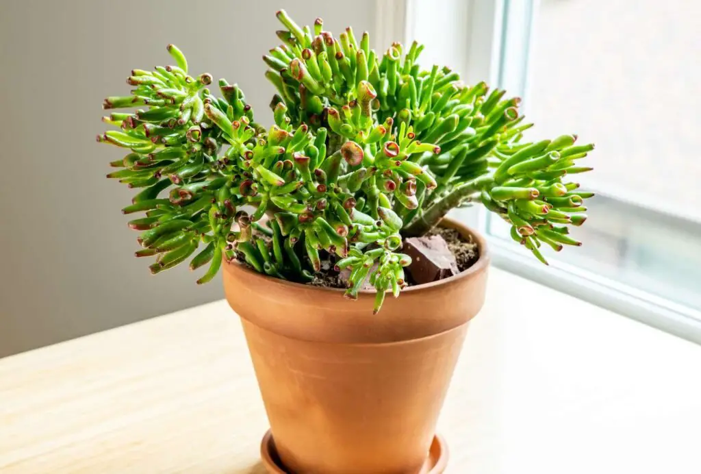 Hobbit Jade (Crassula ovata 'Hobbit')