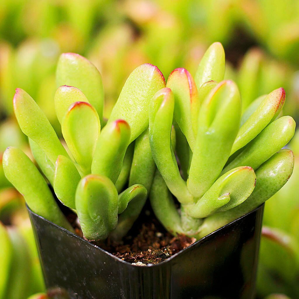 Hobbit Jade (Crassula ovata 'Hobbit')